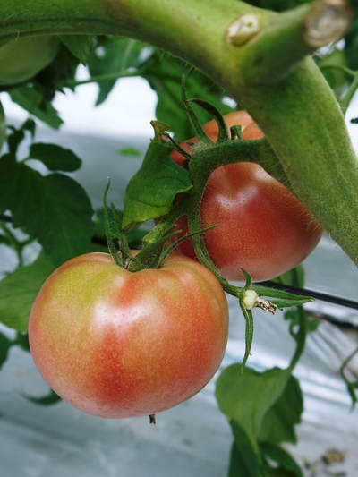 樹上完熟の朝採りトマトの販売に向け、私が見つけたトマトの美味しさと栄養や機能性_a0254656_18223159.jpg