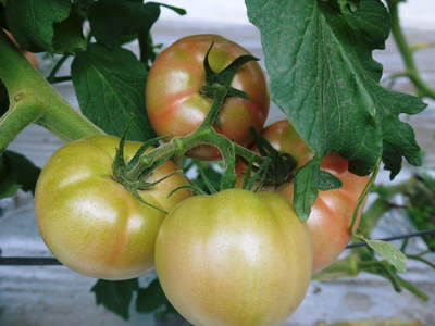 樹上完熟の朝採りトマトの販売に向け、私が見つけたトマトの美味しさと栄養や機能性_a0254656_18475783.jpg