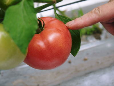 樹上完熟の朝採りトマトの販売に向け、私が見つけたトマトの美味しさと栄養や機能性_a0254656_18514831.jpg
