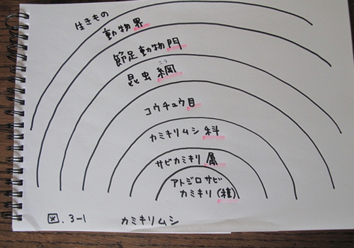 図鑑の効用 - 4-1 / 樹形図 : sakamichi