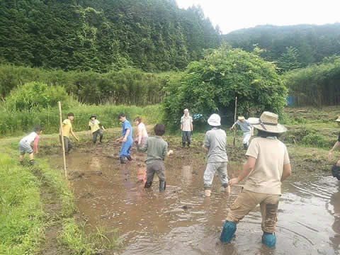 やつだ開拓団　6月田植えの様子レポート_c0177665_14271816.jpg