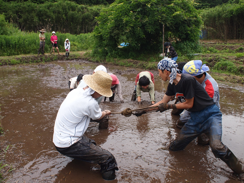 やつだ開拓団 6月田植えの様子レポート_c0177665_1428166.jpg