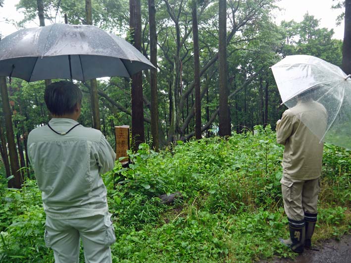 夫婦桜周辺のスギの間伐で六国見山・現地協議6・13_c0014967_17464316.jpg