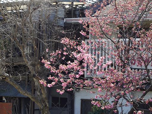 橋本（はしもと）散歩写真_c0191967_18392888.jpg