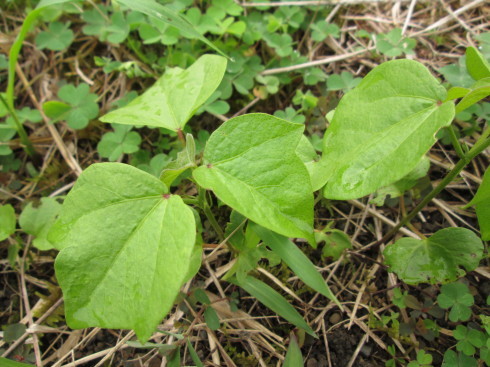 夏野菜＊のの字型_a0257269_21242559.jpg