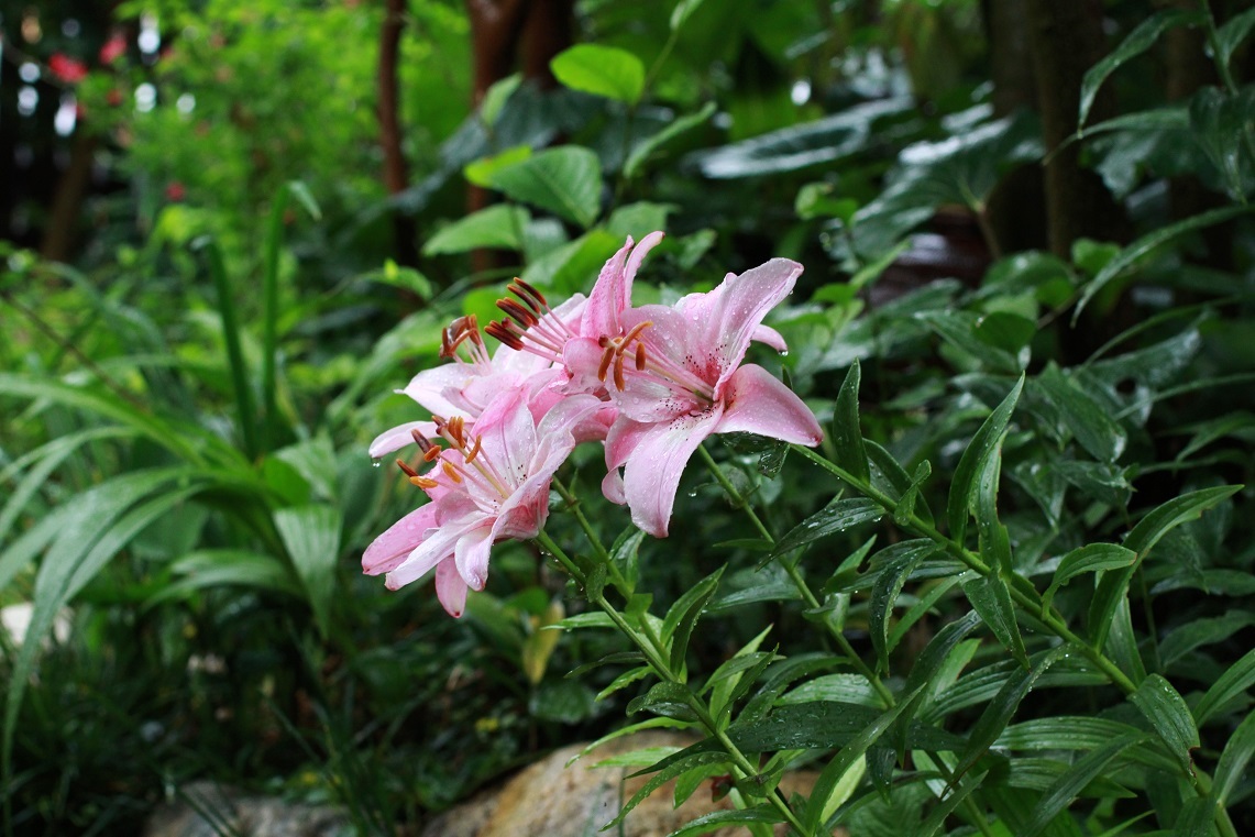 植物園のような我が家の庭　～ユリ～_a0107574_21313259.jpg