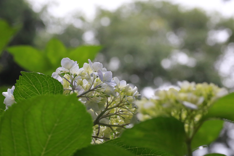 紫陽花　吉備津神社にて_a0170378_2310295.jpg