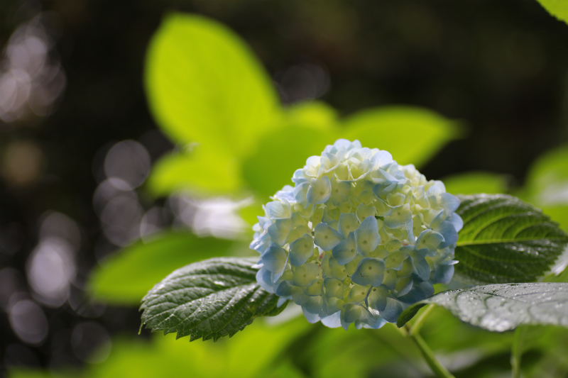 紫陽花　吉備津神社にて_a0170378_2383444.jpg