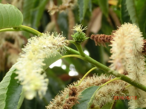 栗の花から実が 家の周りの季節感