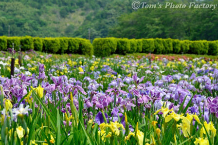 越前路～あわら北潟湖畔 花菖蒲まつり_b0155692_19363486.jpg