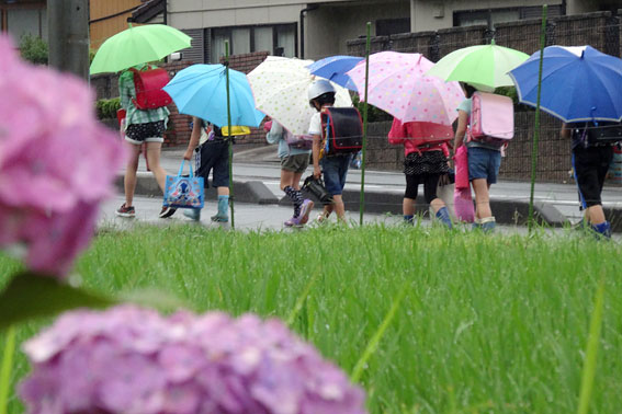 通学見送るアジサイの花_b0145296_97074.jpg