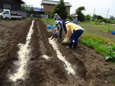 真岡のまんまる農園でサツマイモ苗植え_c0248102_144316.jpg