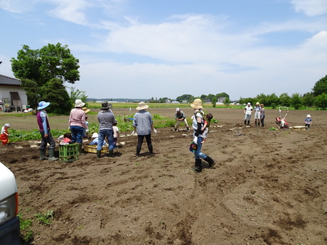 真岡のまんまる農園でサツマイモ苗植え_c0248102_1444497.jpg