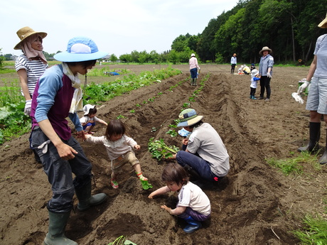 真岡のまんまる農園でサツマイモ苗植え_c0248102_1445716.jpg