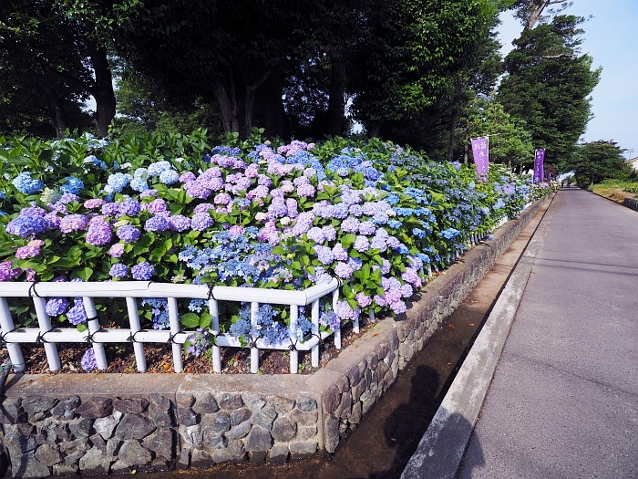 稲沢市・性海寺のアジサイ　2016　その3_e0075403_19403119.jpg