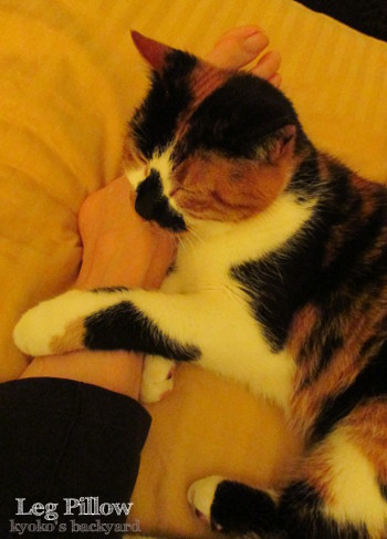 私の足を枕にする猫_b0253205_05390945.jpg