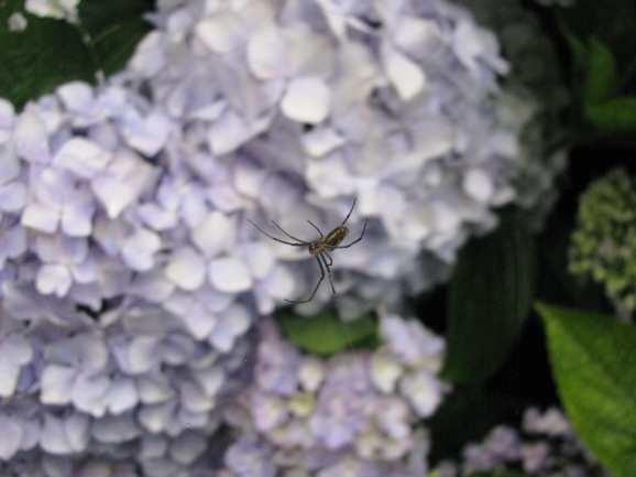 あじさい百貨店*東洋館（Bienvenue à Galeries Hortensias２）_c0345705_10382525.jpg