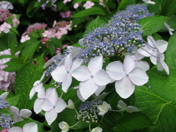 あじさい百貨店*東洋館（Bienvenue à Galeries Hortensias２）_c0345705_11563924.jpg