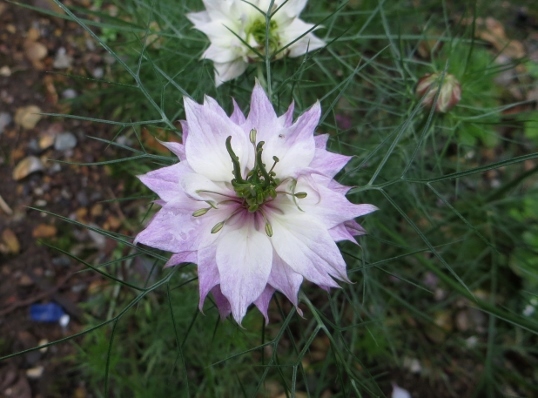 love-in-a mist_d0237913_05474858.jpg