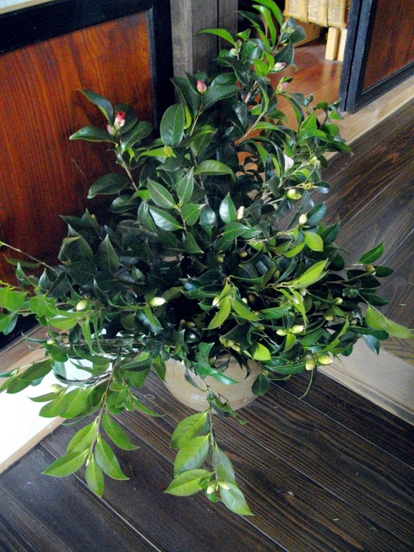 f0342318_1338161.jpg