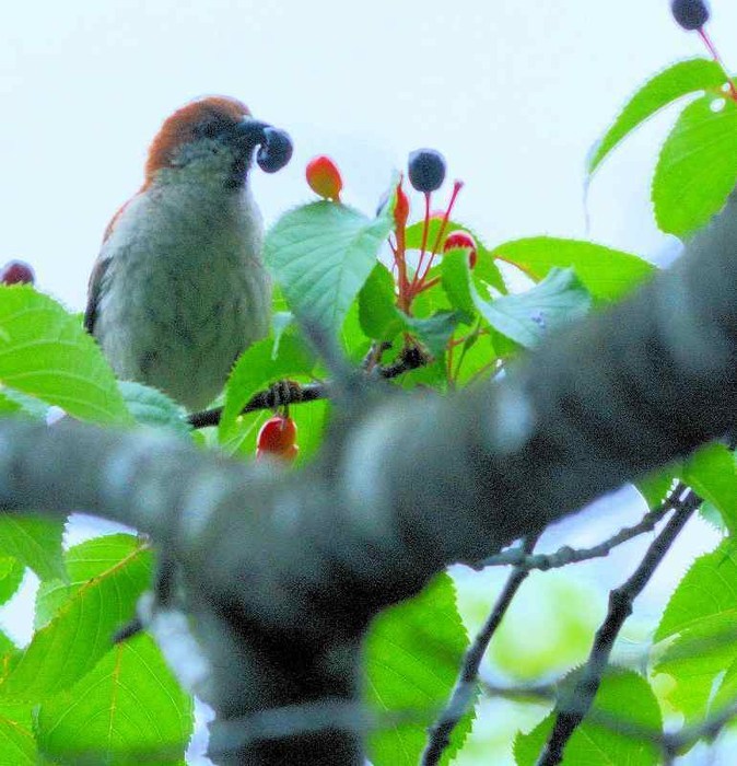 北の森からエゾリスと野鳥便り _d0098721_20534843.jpg