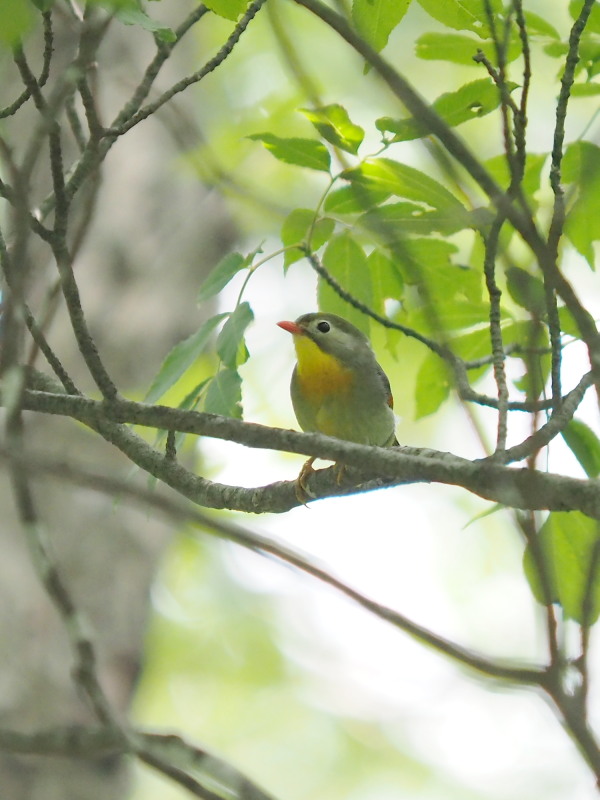 木陰のソウシチョウ_f0330321_22401463.jpg