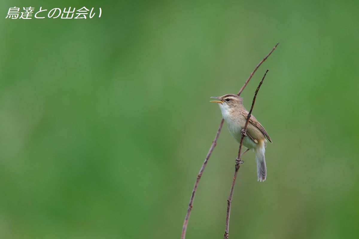 山中湖周辺・・・コヨシキリ_e0139623_2040699.jpg