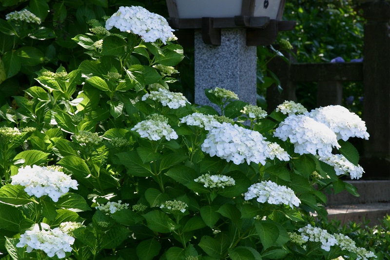 思い出の花と花のある風景－２_b0230131_17414135.jpg