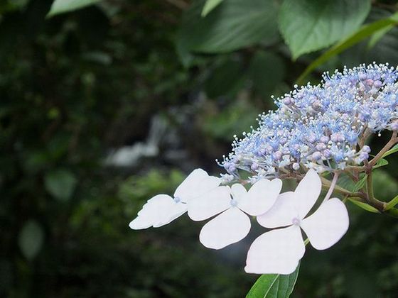 紫陽花の小路で出会った。。。_a0354432_1471835.jpg