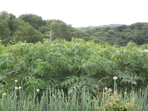 菜園の花...ブルーベリーの実_b0137932_14483063.jpg