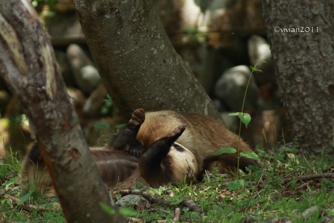 奥日光は野生動物がいっぱい！　～華厳の滝・湯元・千手が浜～_e0227942_19444813.jpg