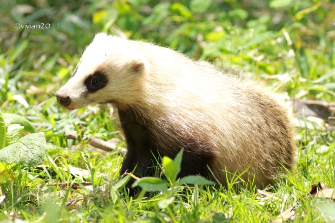 日光 に しか いない 動物