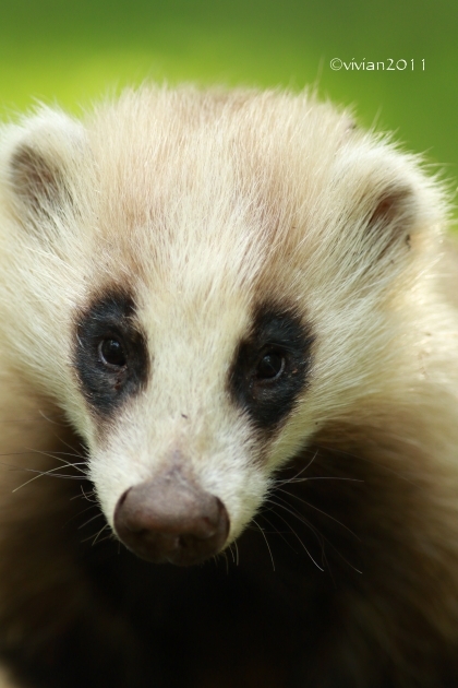 奥日光は野生動物がいっぱい 華厳の滝 湯元 千手が浜 日々の贈り物 私の宇都宮生活 奥日光は野生動物がいっぱい 華厳の滝 湯元 千手が浜 日々の贈り物 私の宇都宮生活