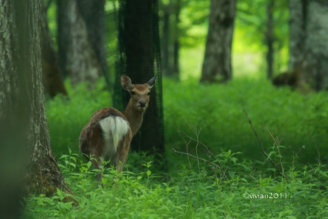 奥日光は野生動物がいっぱい！　～華厳の滝・湯元・千手が浜～_e0227942_22041121.jpg