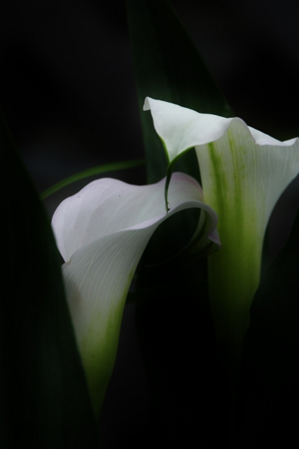 Calla lily_e0039744_22484557.jpg