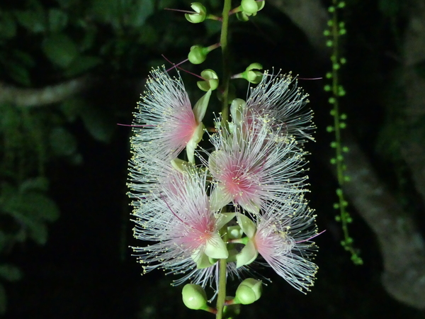 幻想的なサガリバナ（花）_e0296346_14222625.jpg