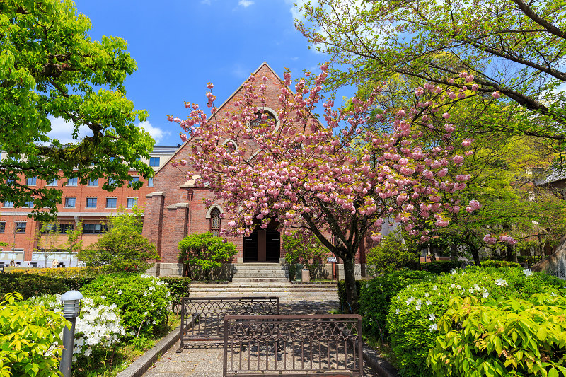 京の桜2016・八重桜咲く（本満寺・同志社大学）_f0155048_0145556.jpg