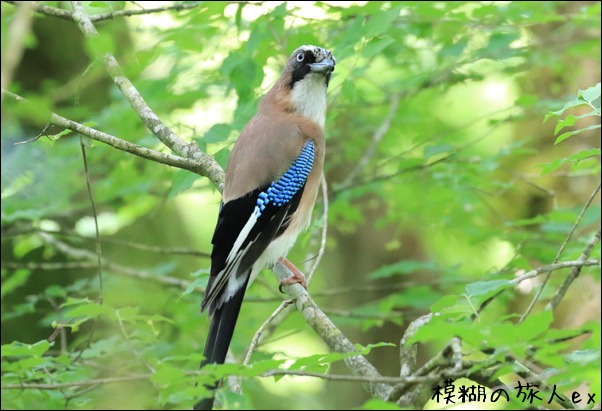 カケス　 ～初夏の山の野鳥（前編） _f0140054_8194037.jpg