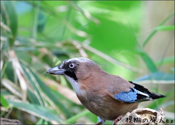 カケス　 ～初夏の山の野鳥（前編） _f0140054_8212355.jpg