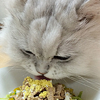 チョイチョイは、猫さんの本能です。_d0165160_1028257.jpg