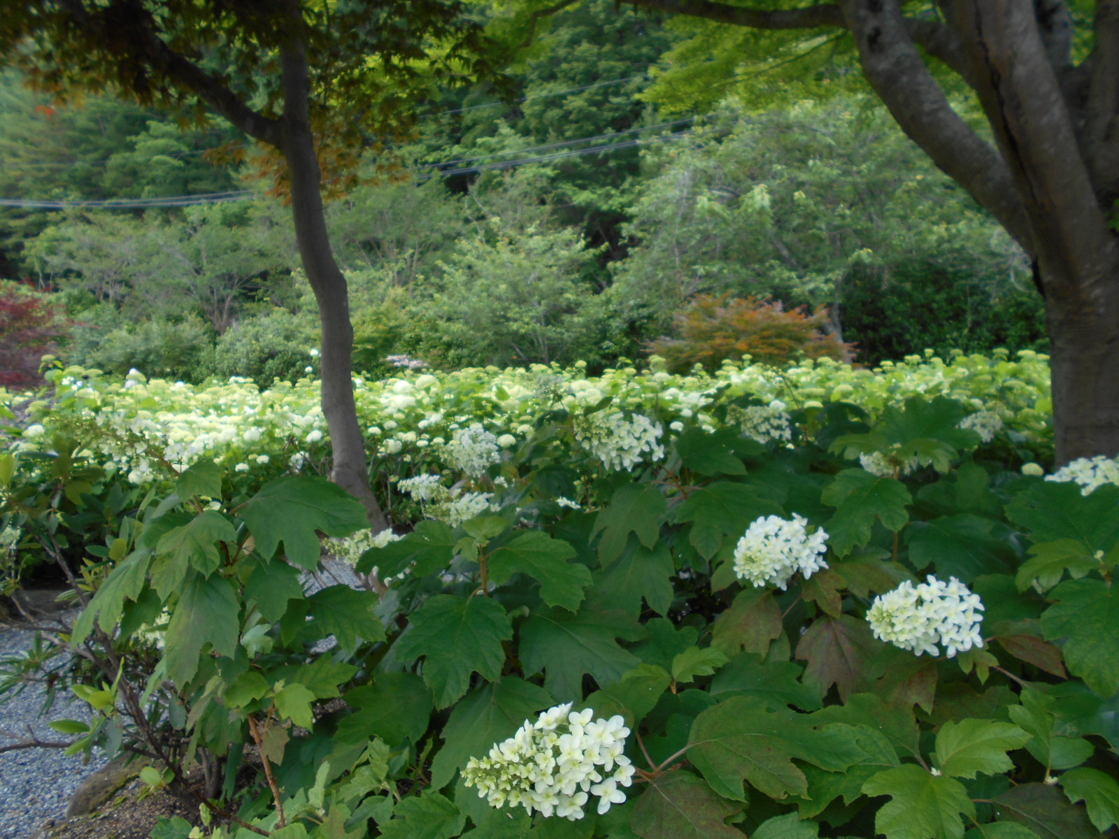 紫陽花の状況です_f0085369_223675.jpg