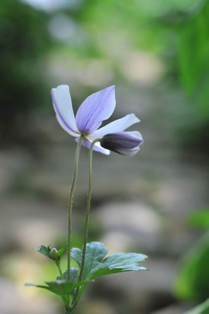 桃花テンナンショウ 咲季山草軒