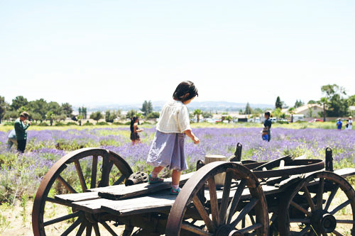 Lavender Festival*_d0159690_529481.jpg