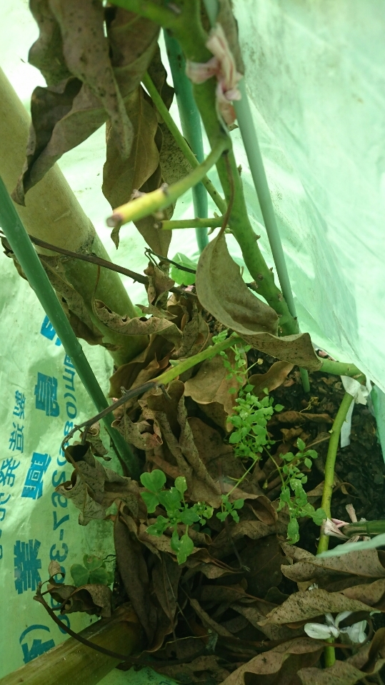 アボカド植え付け第2段 和歌山県 和光農園から