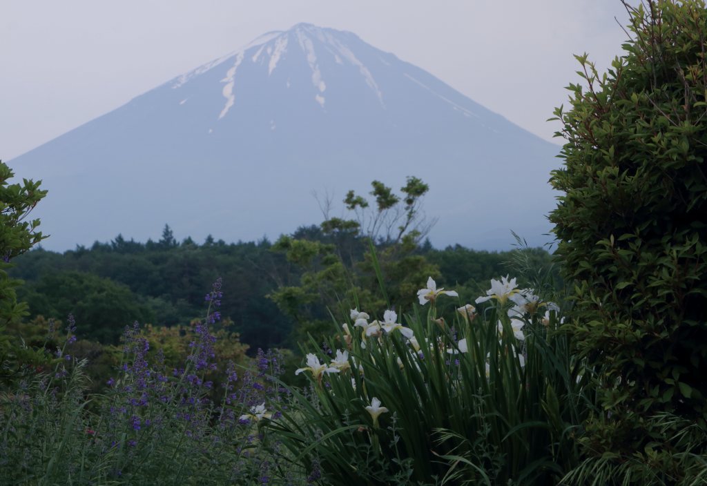 鳴沢からの富士山_a0188405_19240905.jpg