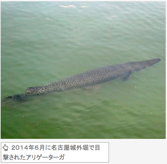 まったくアリガタクネーガー：大阪城のお堀にアリゲーターガー生息！外来種の恐怖！？_a0348309_9391011.png