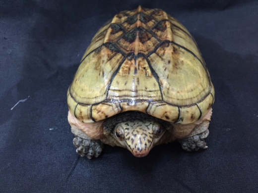 サルヴィンオオニオイガメ オス個体の販売 横浜の爬虫類専門店 アクアマイティーblog
