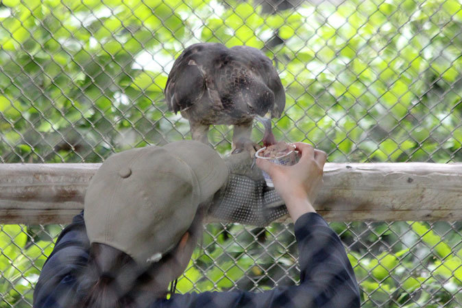 コウノトリのヒナとハチクマの給餌_b0355317_17551967.jpg