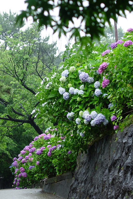 雨の似合う紫陽花_a0105819_1251321.jpg