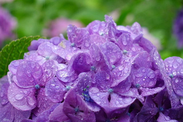 雨の似合う紫陽花_a0105819_125458.jpg